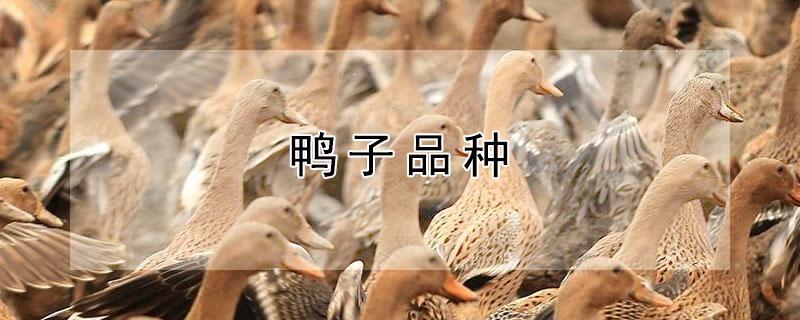 鸭子品种 鸭子品种图片大全