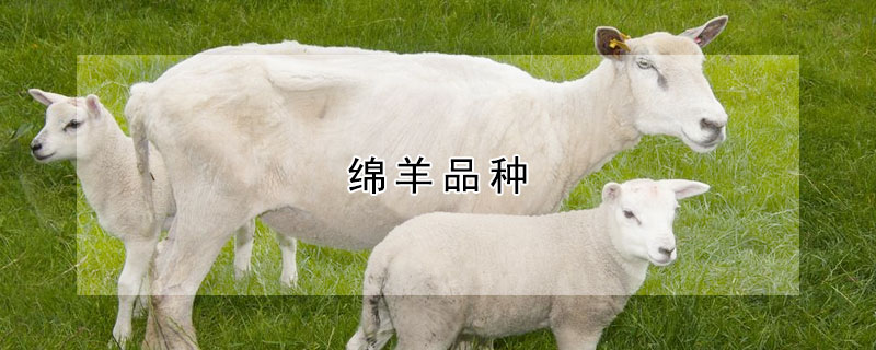 绵羊品种 绵羊有几个品种