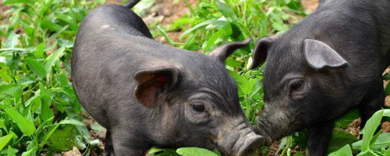 猪一天喂几次最合适 养猪100天出栏饲料配方