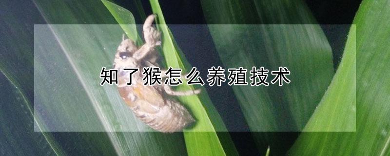 知了猴怎么养殖技术（知了猴怎么养殖技术视频）