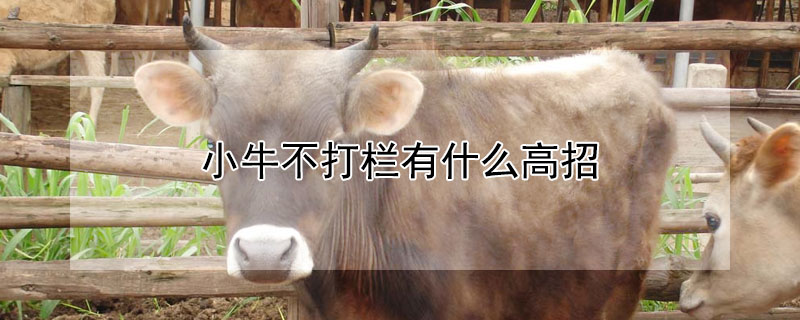 小牛不打栏有什么高招（小牛不大）