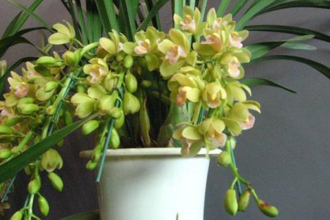 大花惠兰几月换盆好