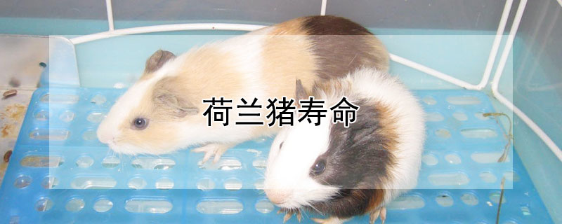 荷兰猪寿命（荷兰猪智商相当于几岁）