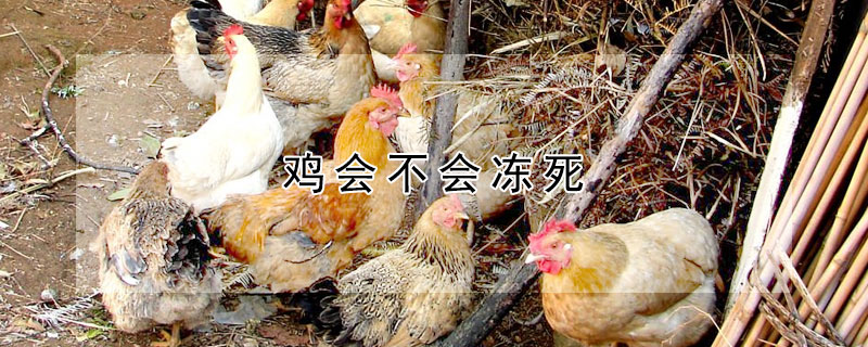 鸡会不会冻死 鸡会不会冻死了