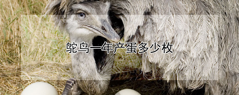 鸵鸟一年产蛋多少枚（鸵鸟蛋一个大约多重）