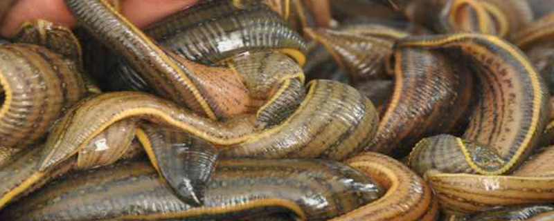 水蛭怎么养殖（水蛭怎么养殖技术）