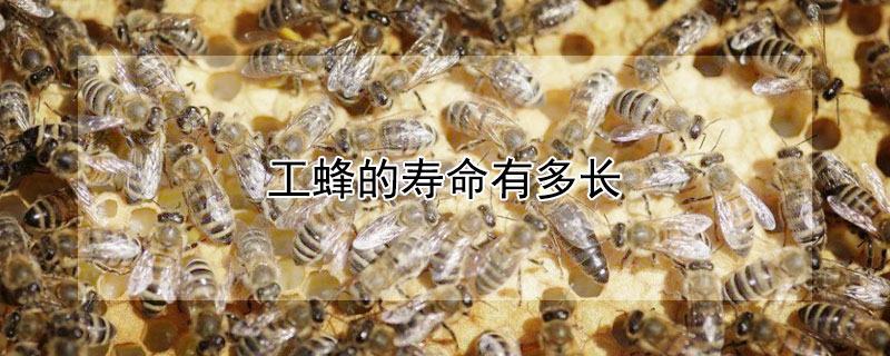 工蜂的寿命有多长 工蜂的寿命有多长什么时候算起