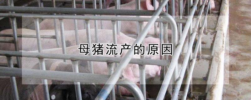 母猪流产的原因（母猪流产的原因有哪些）