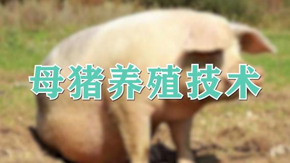 母猪养殖技术（猪养殖技术）