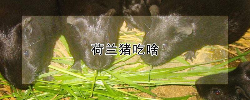 荷兰猪吃啥（荷兰猪吃啥蔬菜）