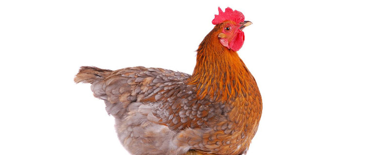 母鸡初次下蛋前征兆（母鸡初次下蛋征兆多久会下蛋）