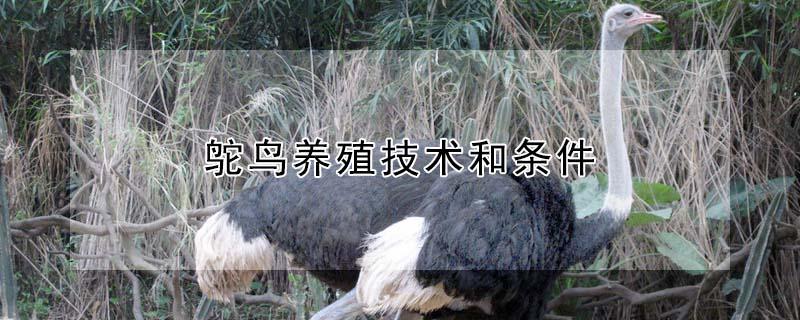鸵鸟养殖技术和条件 鸵鸟养殖技术大全