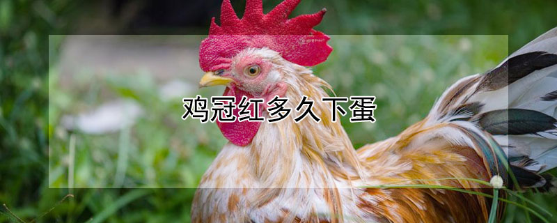 鸡冠红多久下蛋 鸡冠变红是鸡要下蛋了吗