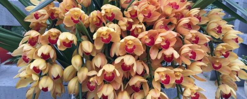 大花惠兰几月换盆好 大花蕙兰几月换盆好