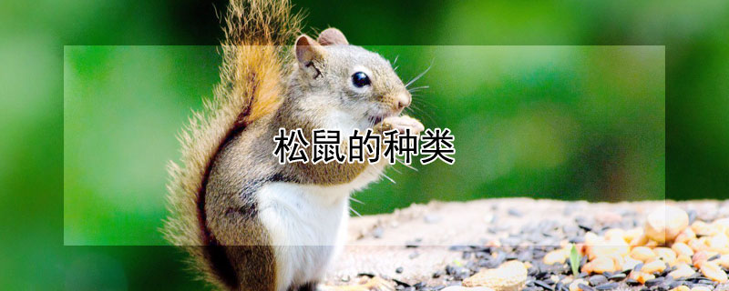 松鼠的种类 松鼠的种类有哪些