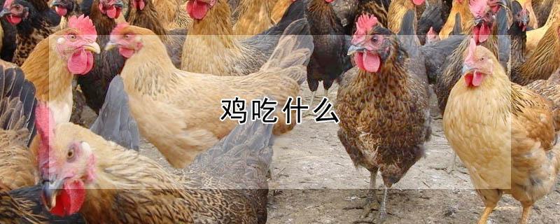 鸡吃什么 鸡吃什么食物