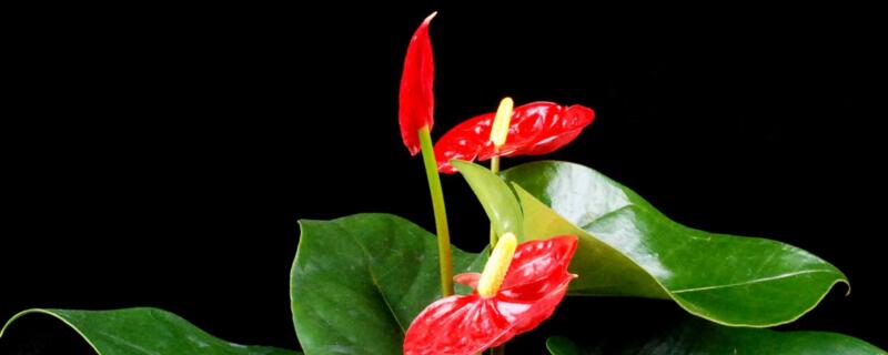 火鹤花有毒吗（家里千万不能养红掌）