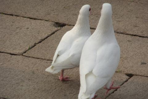 鸽子认识主人要多久