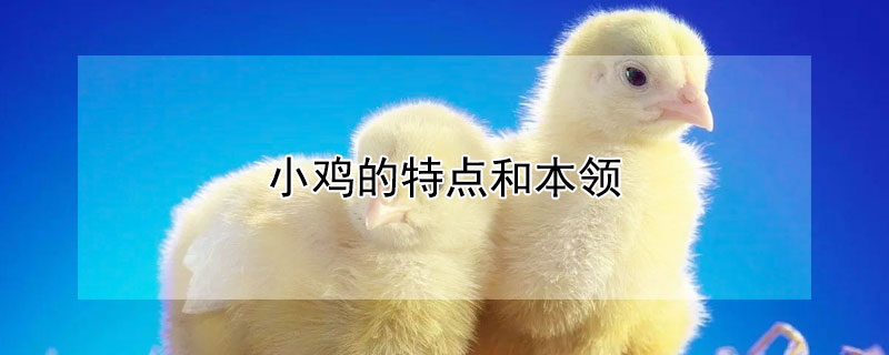 小鸡的特点和本领 小鸡的特点和本领怎么写