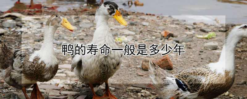 鸭的寿命一般是多少年（鸭的寿命一般在28-50之间）