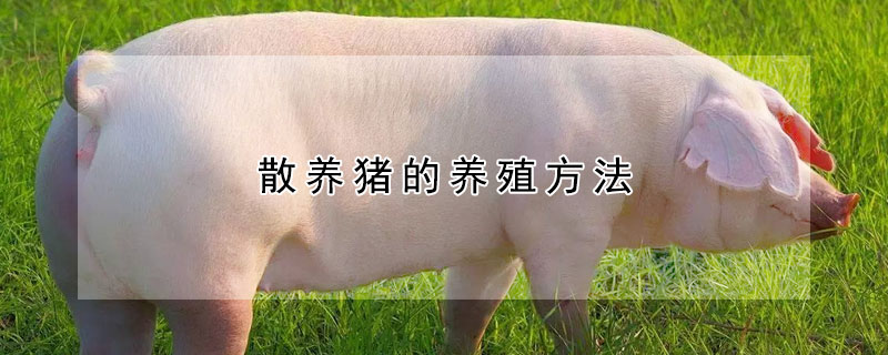 散养猪的养殖方法（农村养猪最简单方法）