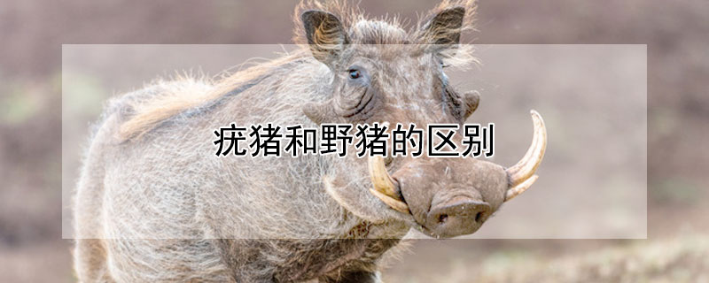 疣猪和野猪的区别 疣猪和野猪的区别图片