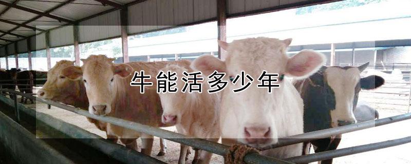 牛能活多少年（牛能活多少年的寿命）
