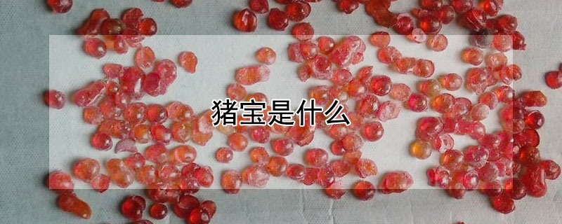 猪宝是什么（猪宝是什么东西）