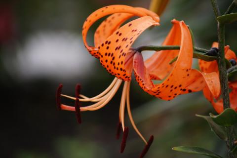 卷丹百合可以食用吗