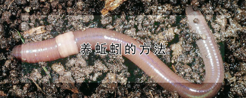 养蚯蚓的方法（养殖蚯蚓怎么养）
