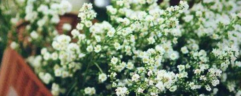 满天星配什么花好看（满天星四季开花吗）