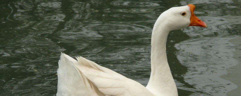 怎么养殖鹅 怎么养殖鹅苗