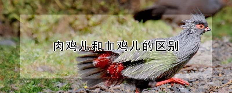 肉鸡儿和血鸡儿的区别（肉鸡儿和血鸡儿哪个好）
