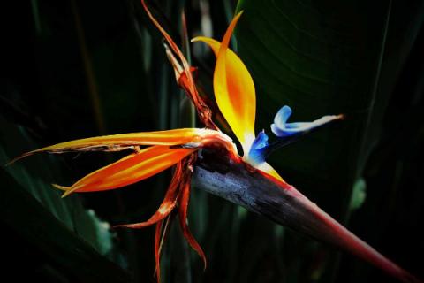 看望病人送什么花