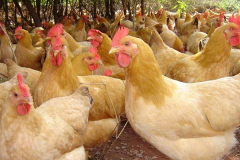 养鸡怎样防止黄鼠狼