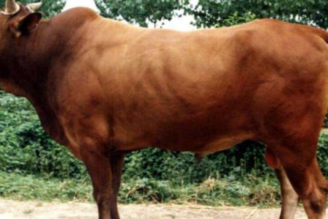 毛肚是什么动物身上的