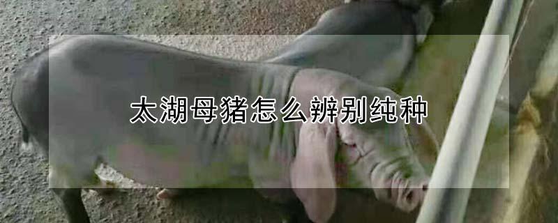 太湖母猪怎么辨别纯种 太湖母猪怎么样