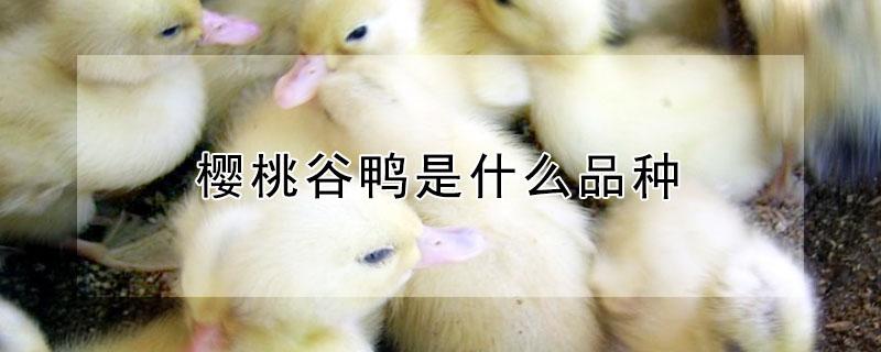 樱桃谷鸭是什么品种 樱桃谷鸭怎么做好吃