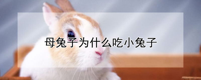 母兔子为什么吃小兔子 母兔子为什么吃小兔子呢