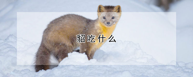 貂吃什么 貂吃什么食物