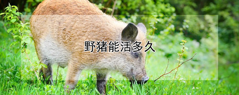 野猪能活多久 野猪能活多久一般