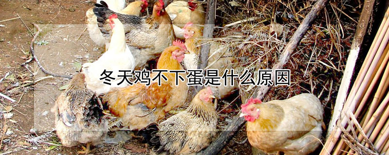 冬天鸡不下蛋是什么原因（冬天鸡不下蛋是什么原因引起的）