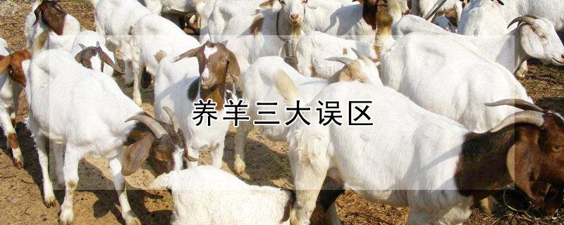 养羊三大误区 养羊三大误区分别是