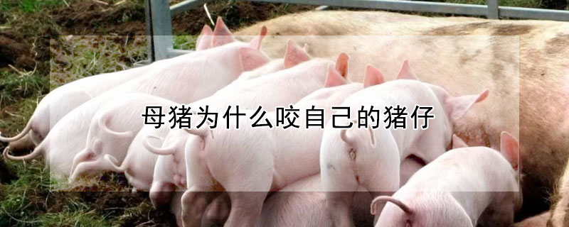母猪为什么咬自己的猪仔 母猪为什么会咬自己生下来的仔猪?