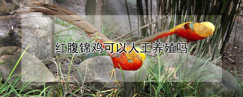 红腹锦鸡可以人工养殖吗（红腹锦鸡种苗多少一只）