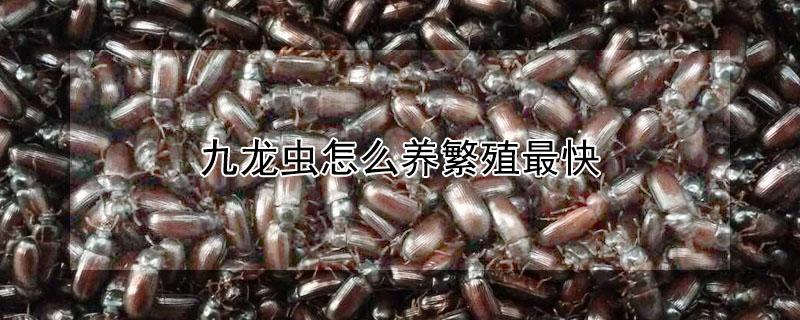 九龙虫怎么养繁殖最快 九龙虫的正确吃法