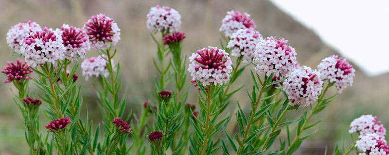狼毒花是什么花 狼毒花是什么植物