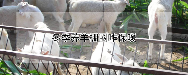 冬季养羊棚圈咋保暖 冬季养羊棚圈咋保暖呢
