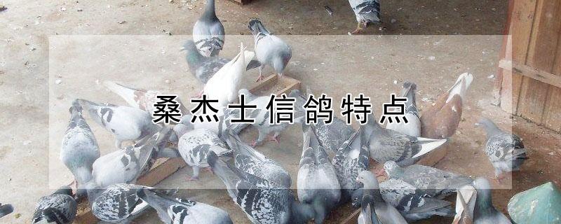 桑杰士信鸽特点 黑色桑杰士信鸽特点
