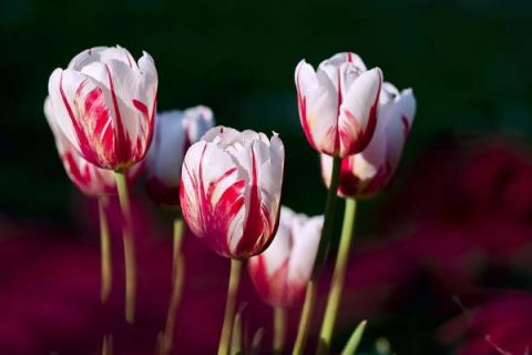 过生日送什么花好